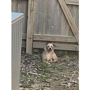 Image of Unknown, Found Dog