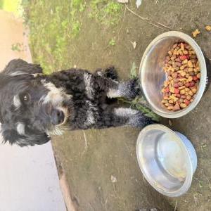 Image of Charlae, Lost Dog