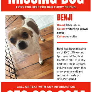 Image of Benji, Lost Dog