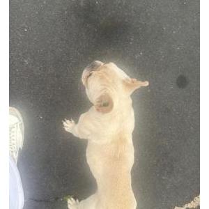 Image of Gigi, Lost Dog