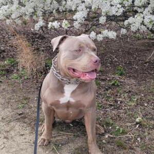 Image of Rocco, Lost Dog