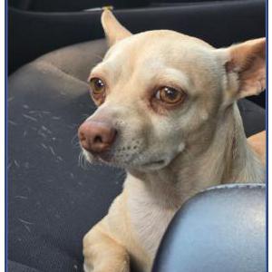 Image of Chaparro, Lost Dog