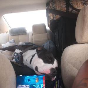 Image of Detroit/ Bubba, Lost Dog