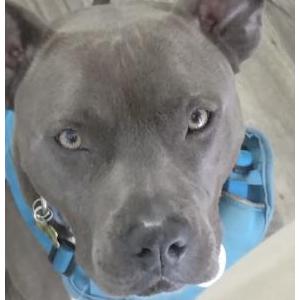 Image of Tommy, Lost Dog