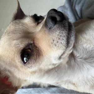 Image of O J, Lost Dog