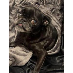 Image of Dipper, Lost Dog