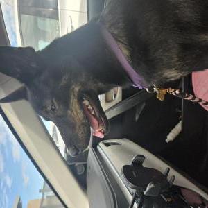 Image of Myla, Found Dog