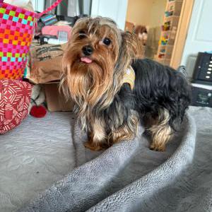 Image of Tobby, Lost Dog