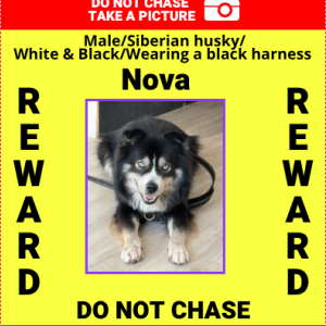 Lost Dog Nova