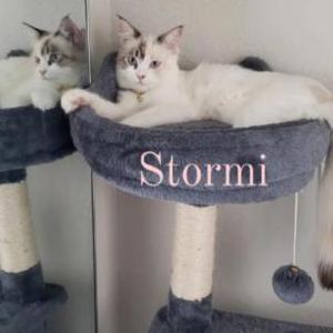 Image of Stormi, Lost Cat