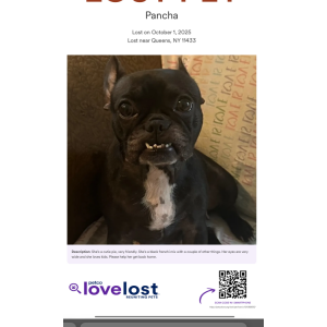 Image of Pancha, Lost Dog