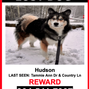 Image of Hudson, Lost Dog