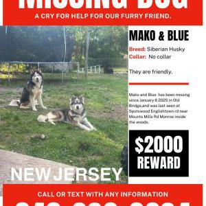 Image of MAKO & BLUE, Lost Dog