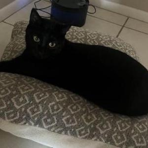 Image of Yuji, Lost Cat