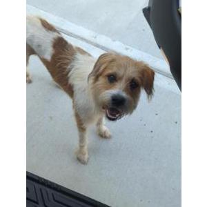 Image of Unknown, Found Dog