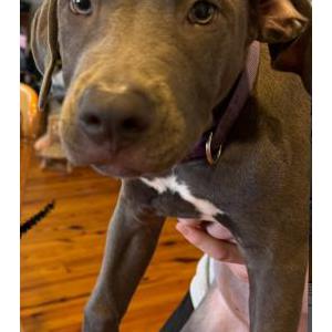 Image of Unknown, Found Dog