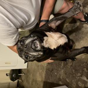 Image of Unknown, Found Dog