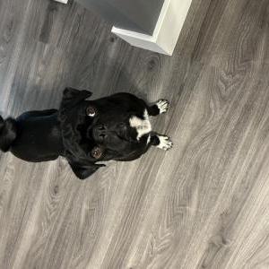 Image of Lobo, Lost Dog