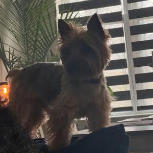 Image of EJ, Lost Dog
