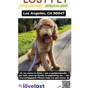 Lost Dog Dixie