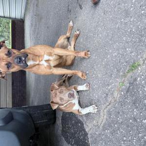 Image of Unknown Pair, Found Dog