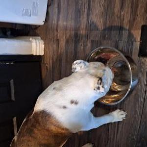 Image of unsure, Found Dog