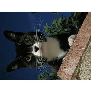 Image of Milkface, Lost Cat