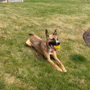 Image of Sniper, Lost Dog