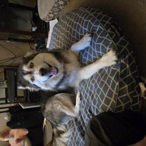 Image of Luna, Found Dog