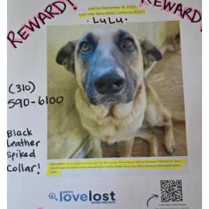 Image of Lulu, Lost Dog