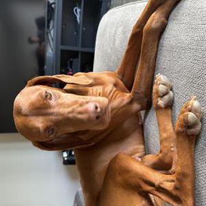 Image of Jasmine, Lost Dog