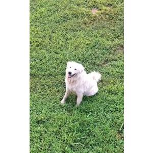 Lost Dog Dahlia