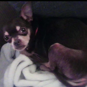 Image of Chico, Lost Dog