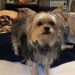 Image of Olympia, Lost Dog