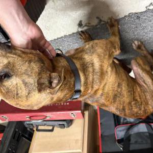Image of unknown, Found Dog