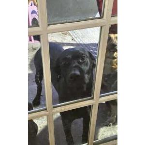 Image of Jack, Lost Dog