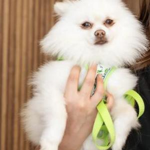 Image of eddie, Lost Dog