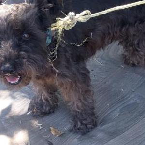 Found Dog Unknown