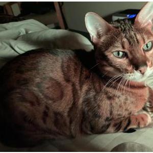 Image of Capture, Lost Cat