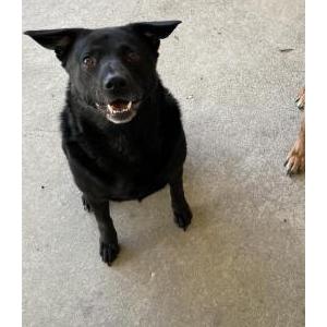 Image of Chloe, Lost Dog