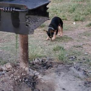 Lost Dog Andy