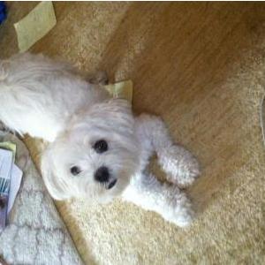 Image of MOXIE, Lost Dog