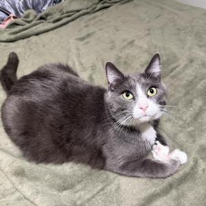 Image of Fred, Lost Cat