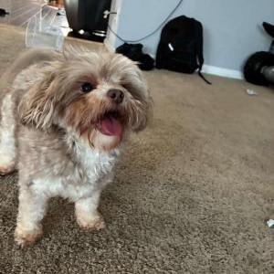 Image of Coco, Lost Dog