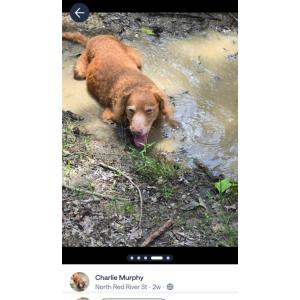 Image of Bruce Wayne, Lost Dog