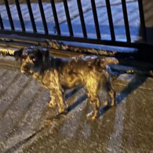Found Dog Unkown