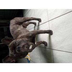 Image of Rosco, Lost Dog