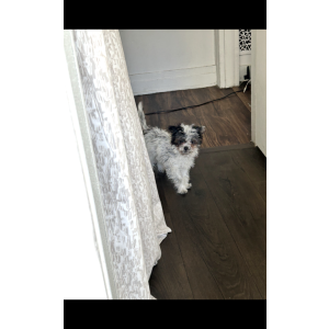 Image of Riley, Lost Dog