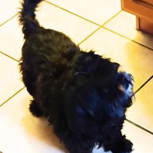 Image of Ezra Conner, Lost Dog