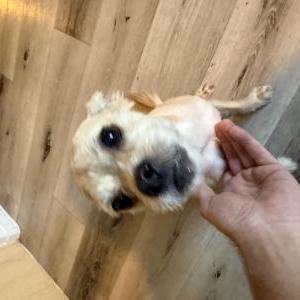 Image of unknown, Found Dog